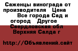 Саженцы винограда от производителя › Цена ­ 800 - Все города Сад и огород » Другое   . Свердловская обл.,Верхняя Салда г.